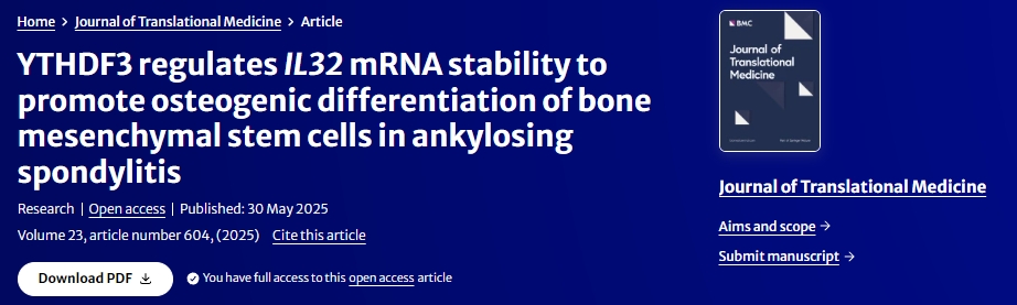 YTHDF3調節IL32?mRNA穩定性促進(jìn)強直性脊柱炎骨髓間充質(zhì)干細胞成骨分化