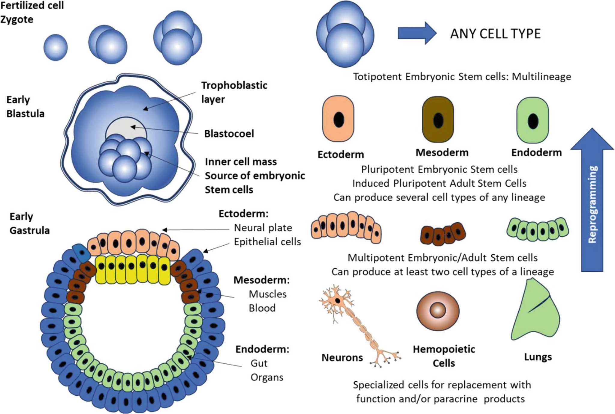 圖1：胚胎的早期發(fā)育和干細胞的類(lèi)型