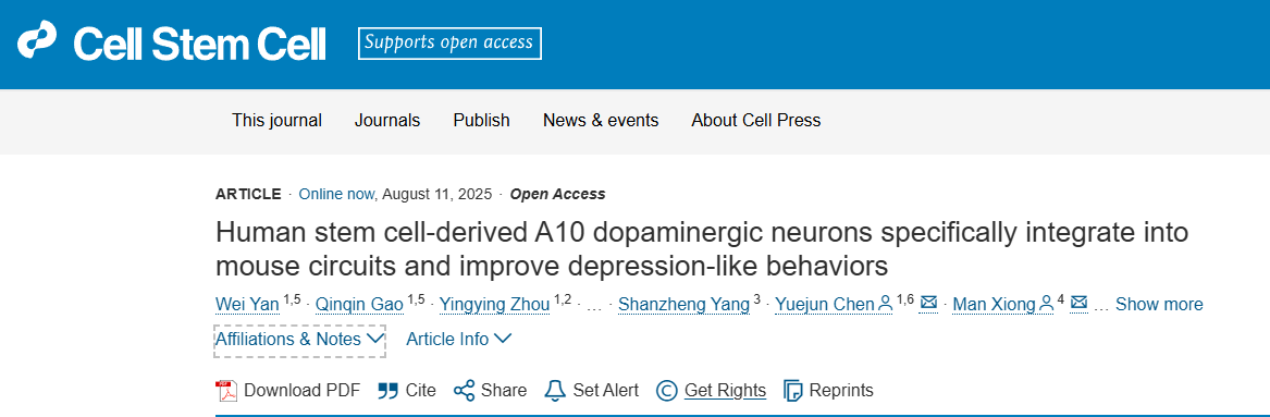 靶向修復大腦：移植人類(lèi)干細胞衍生的A10神經(jīng)元，為治療抑郁癥提供新策略