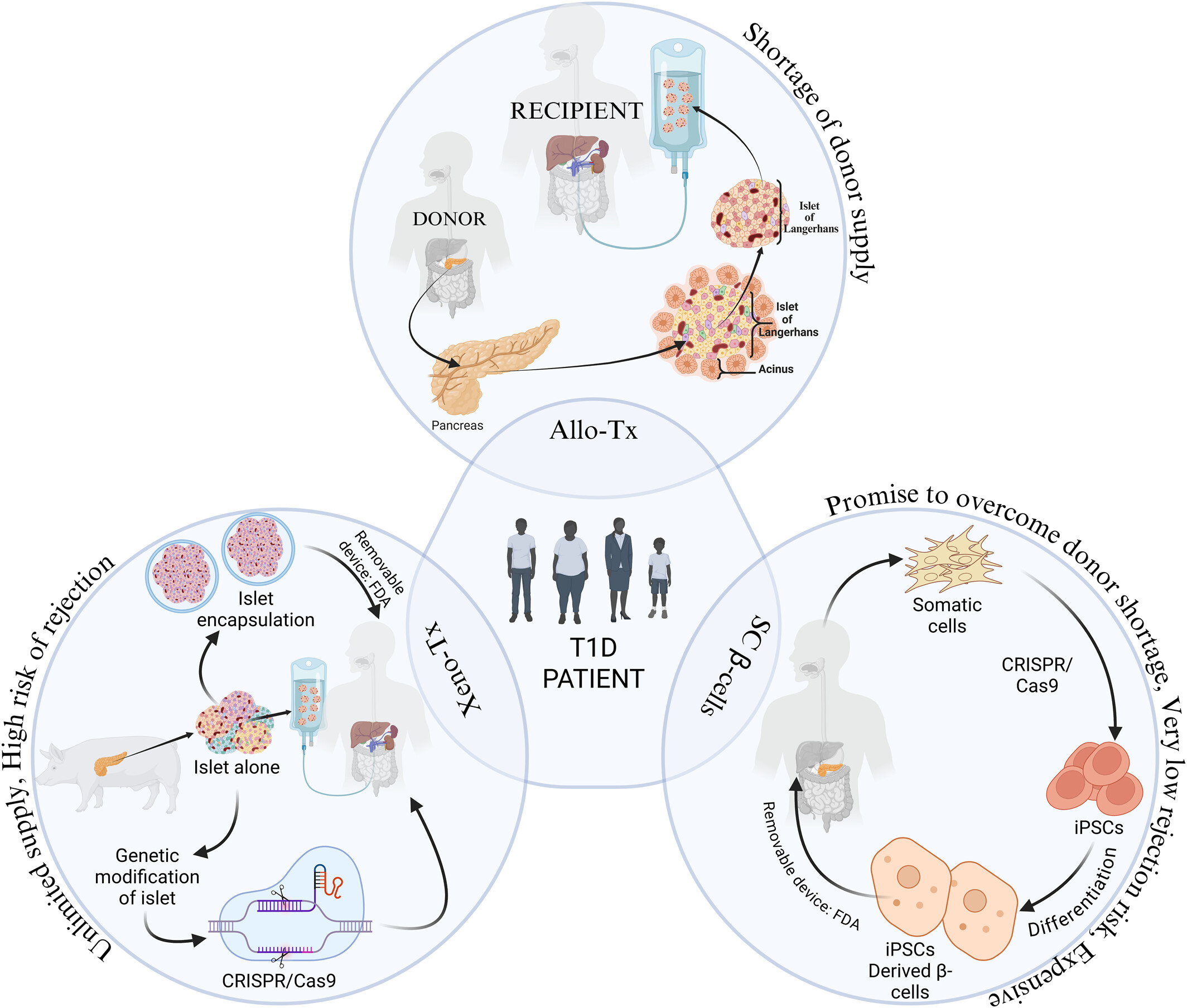 圖1：1型糖尿病 (T1D) 中胰島β細胞替代的可能細胞和分子策略。