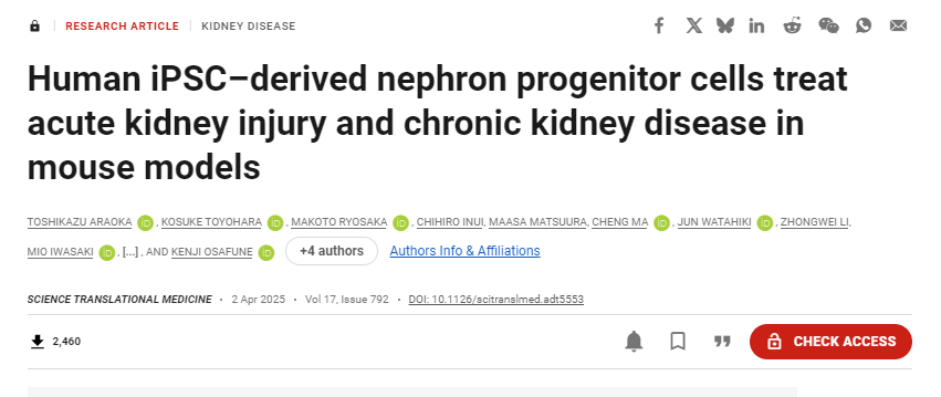 人類(lèi)iPSC衍生的腎元祖細胞在小鼠模型中治療急性腎損傷和慢性腎病 人類(lèi)iPSC衍生的腎元祖細胞在小鼠模型中治療急性腎損傷和慢性腎病