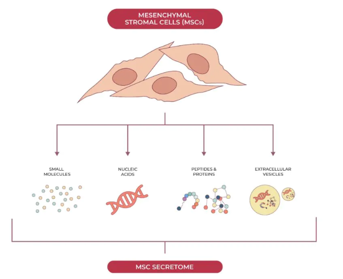 基于間充質(zhì)干細胞的人類(lèi)疾病治療具有雙重益處：組織再生和釋放支持全身愈合的生物活性分子。