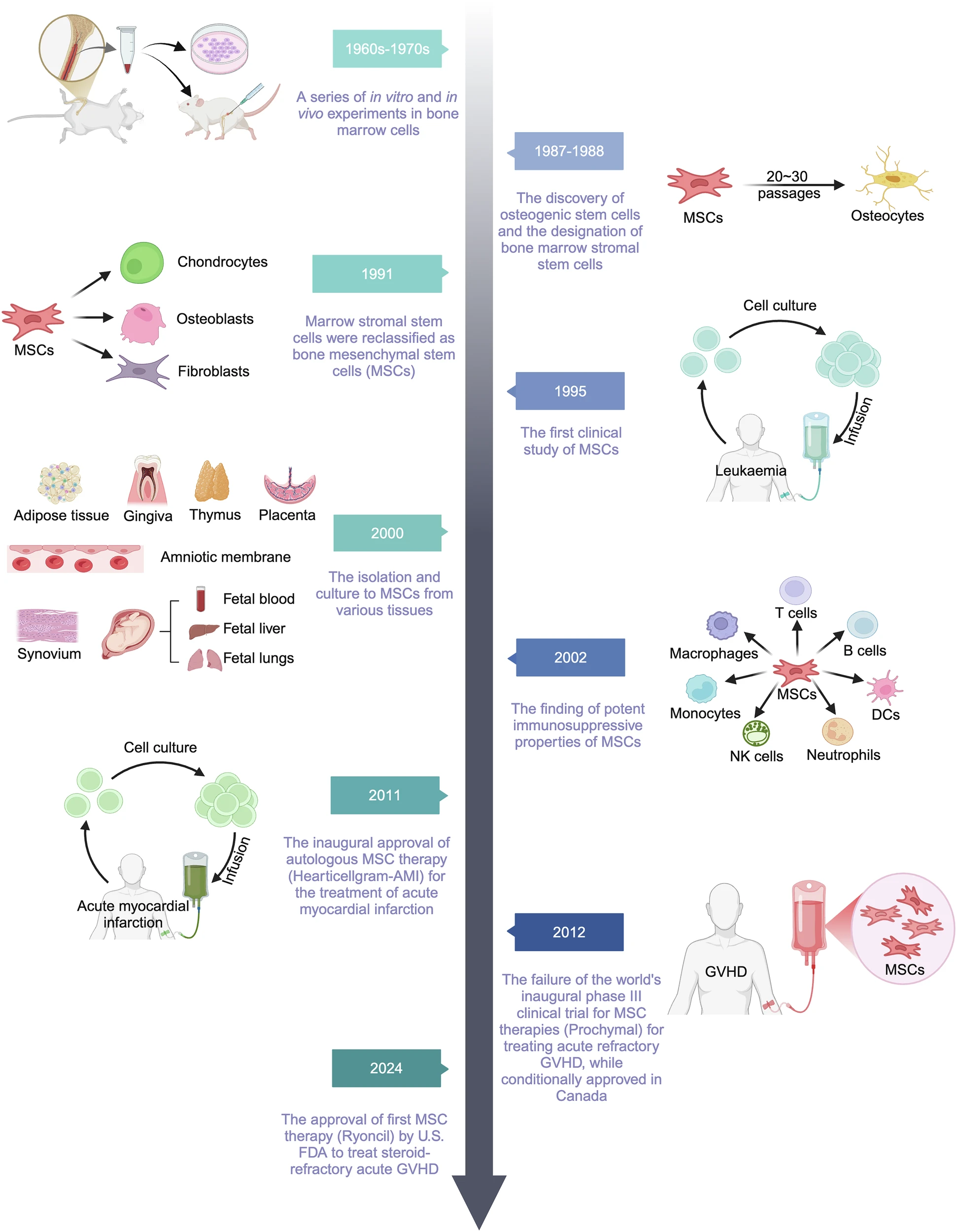 圖1：MSCs及其相關(guān)治療研究的歷史和里程碑。