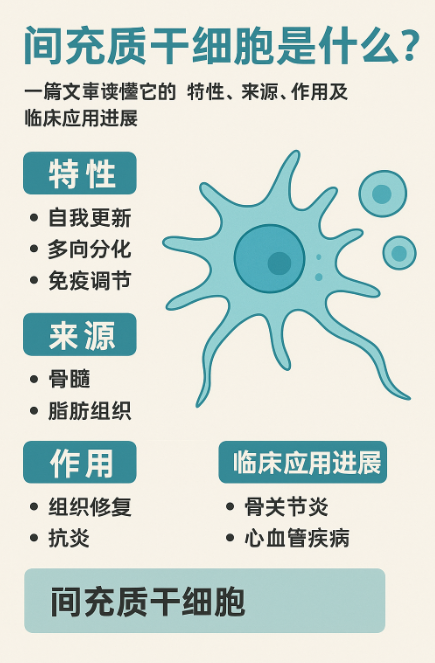 間充質(zhì)干細胞是什么？一篇文章讀懂它的特性、來(lái)源、作用及臨床應用進(jìn)展