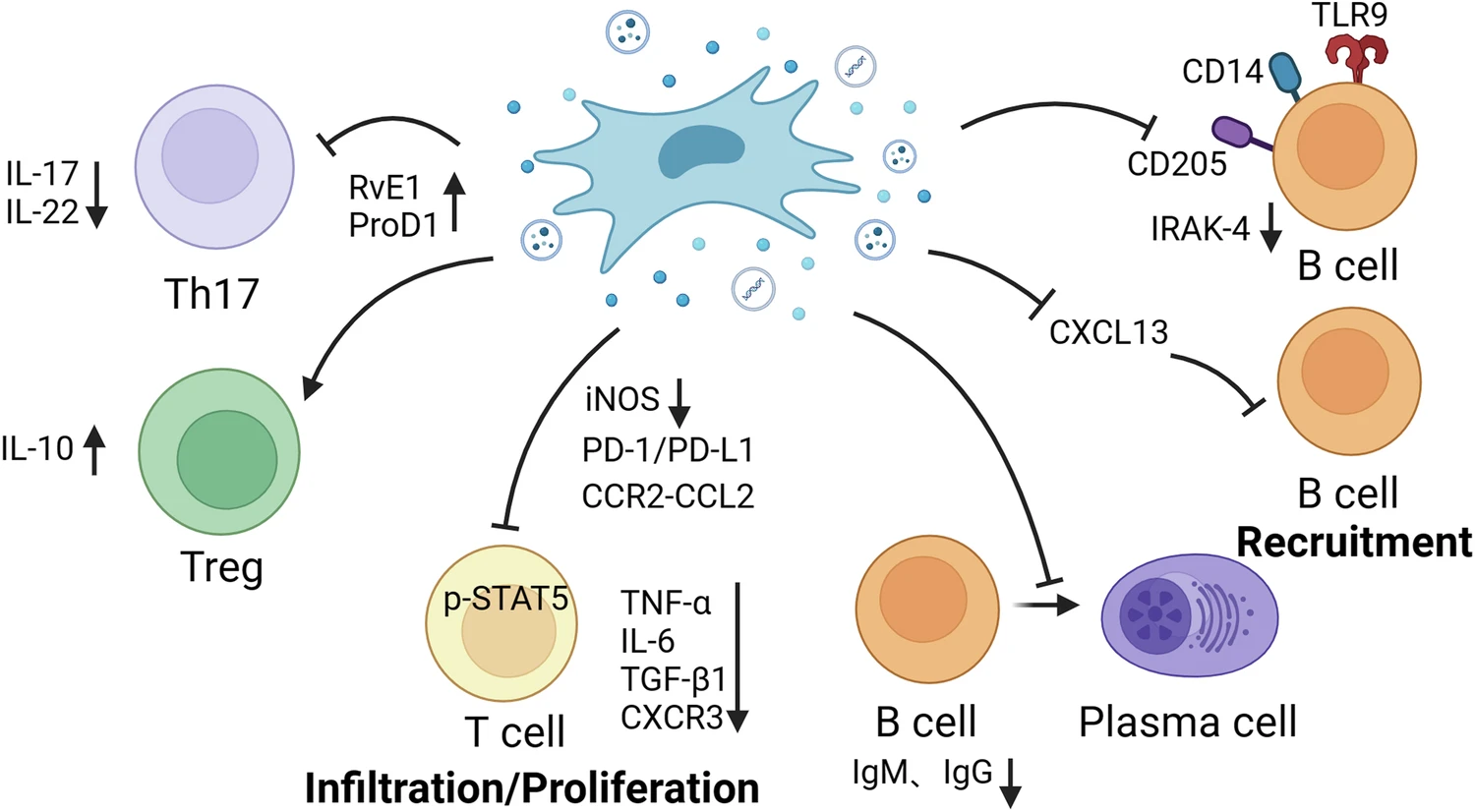 圖2：MSCs調節適應性免疫細胞。
