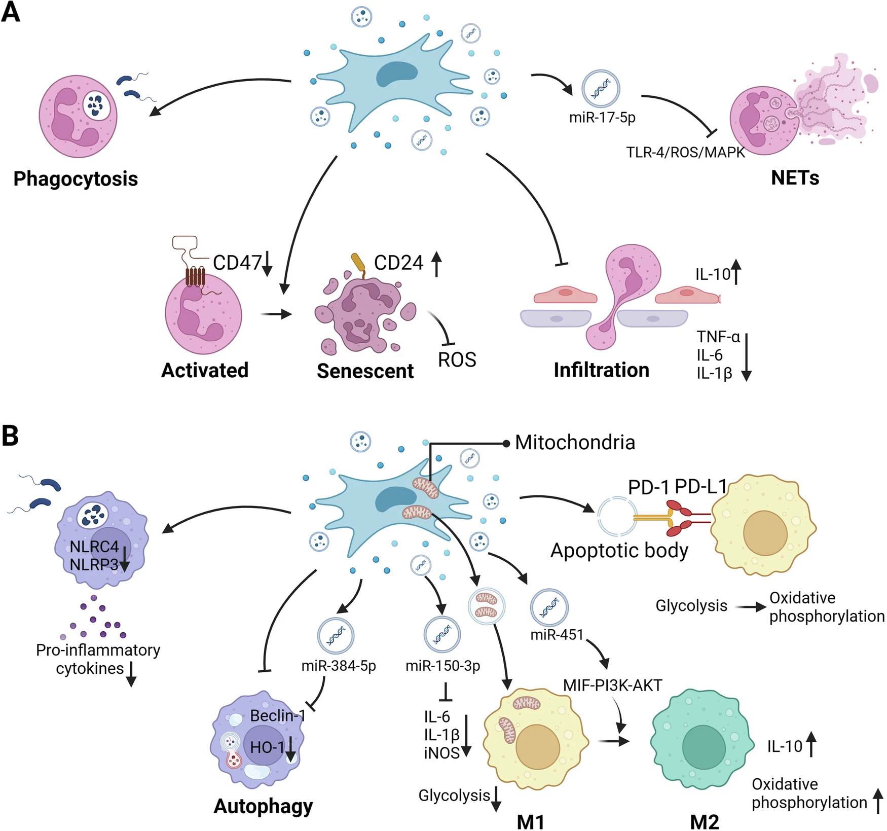 圖1：MSCs調節先天免疫細胞