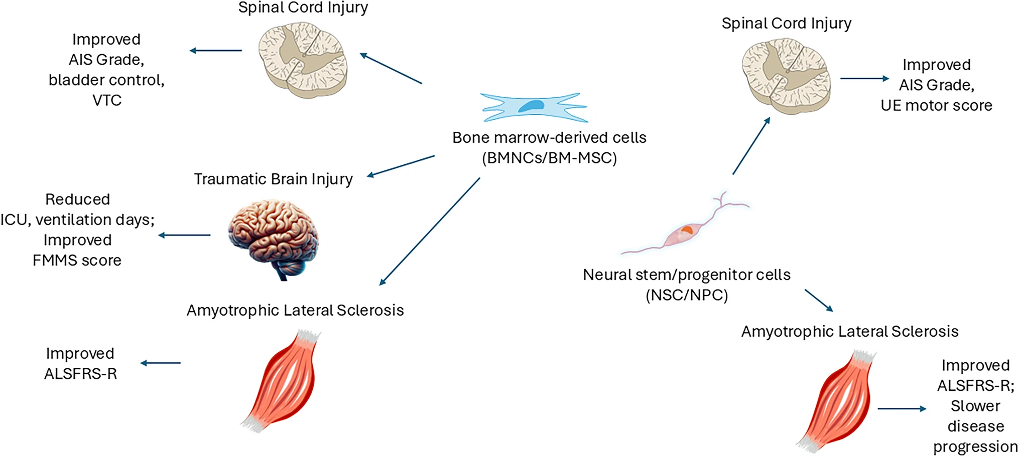 圖2:骨髓有核細胞和骨髓間充質(zhì)細胞在神經(jīng)創(chuàng )傷和神經(jīng)退行性疾病中的潛在治療效果 圖2:骨髓有核細胞和骨髓間充質(zhì)細胞在神經(jīng)創(chuàng )傷和神經(jīng)退行性疾病中的潛在治療效果