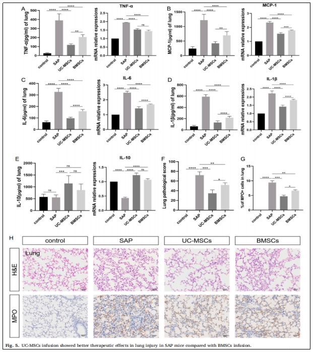 圖5：UC-MSCs輸注對SAP小鼠肺損傷的治療效果優(yōu)于BMSCs輸注。