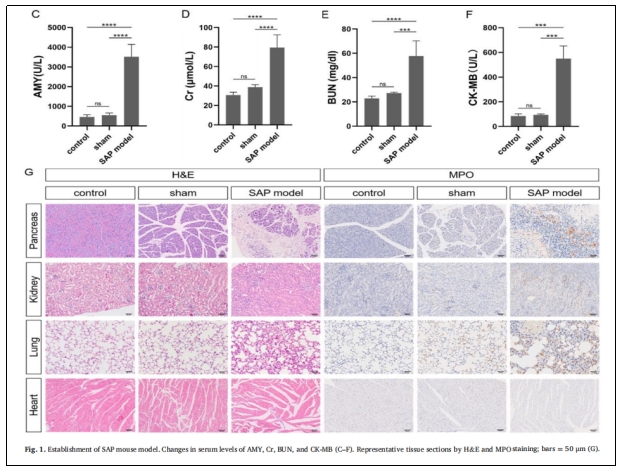 圖1：SAP小鼠模型的建立。