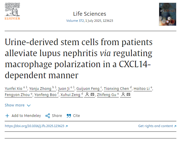 患者尿液來(lái)源的干細胞通過(guò)CXCL14依賴(lài)性方式調節巨噬細胞極化，從而緩解狼瘡性腎炎