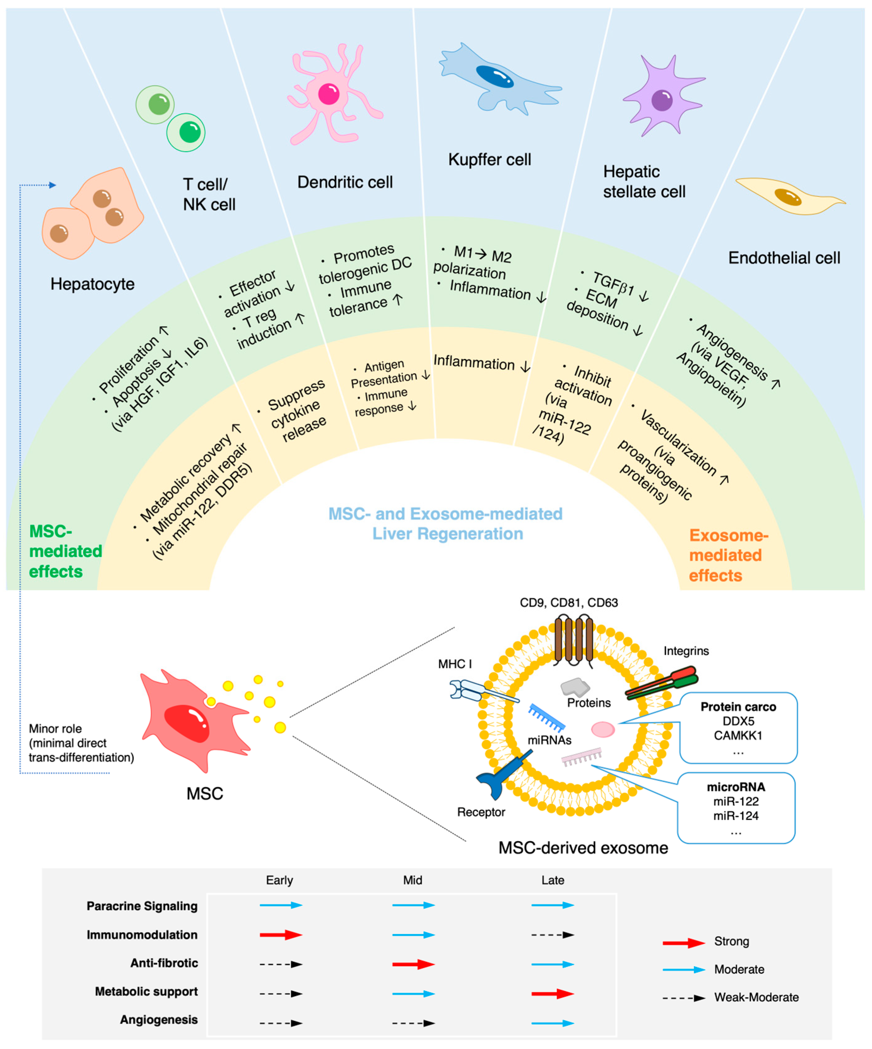 圖1：MSC介導的肝臟再生機制。MSC的作用并非嚴格按順序發(fā)生，而是多個(gè)過(guò)程相互重疊，其優(yōu)勢程度取決于肝損傷和修復的不同階段。