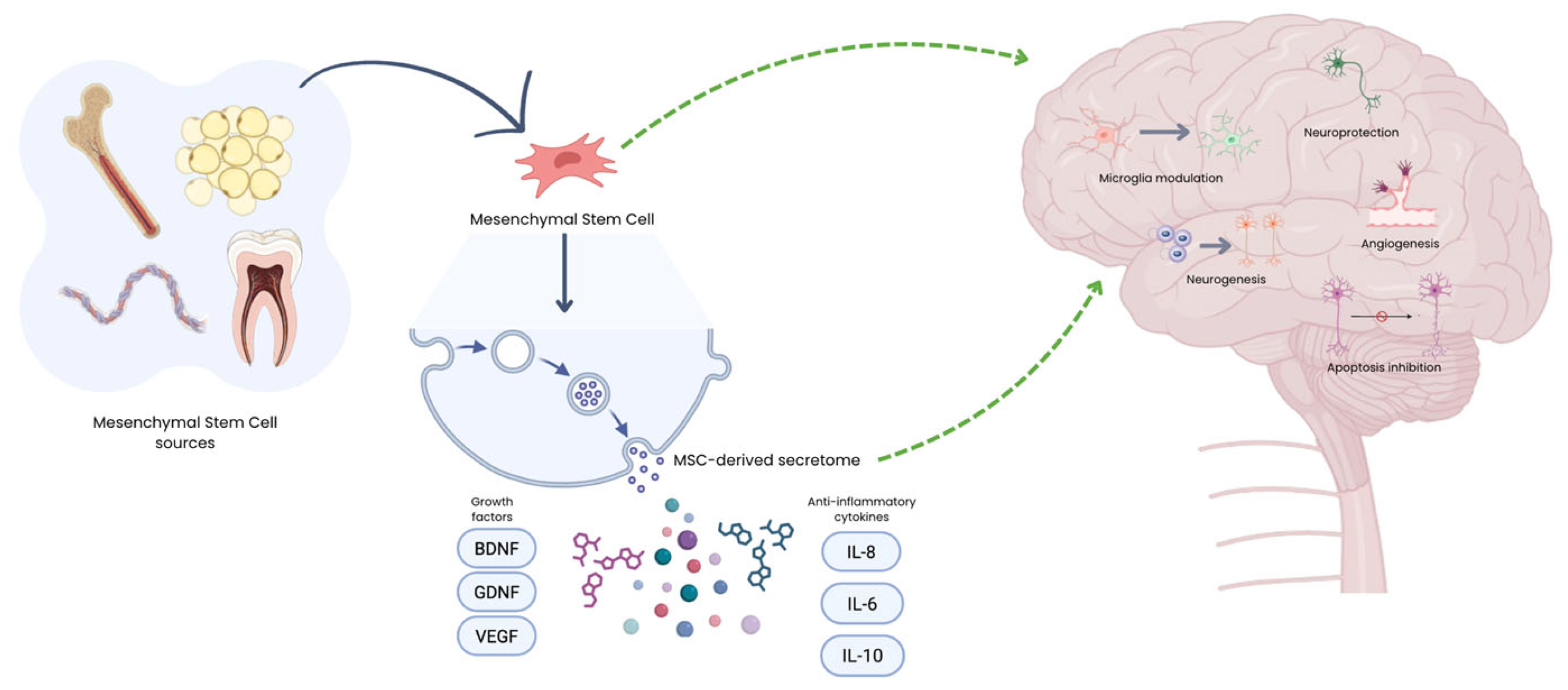 圖1：MSC來(lái)源及其在神經(jīng)退行性疾病中的治療機制示意圖。給藥后，MSC主要通過(guò)釋放生物活性分泌組發(fā)揮作用，該分泌組由細胞外囊泡、生長(cháng)因子和免疫調節細胞因子組成。