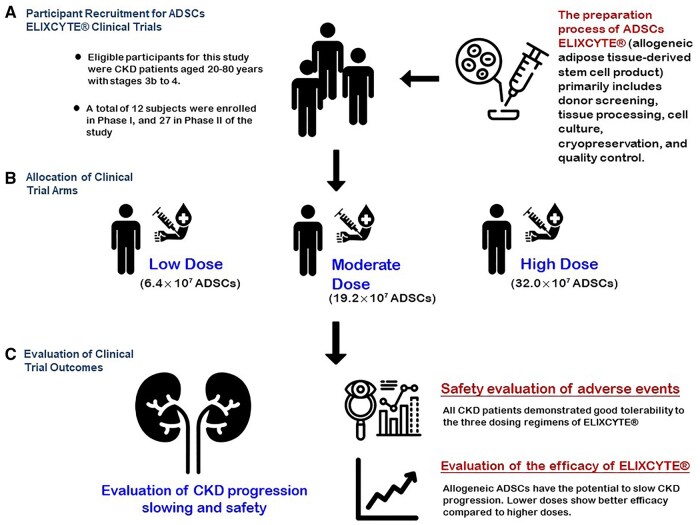 該圖文摘要總結了ELIXCYTE臨床試驗，重點(diǎn)介紹了慢性腎臟?。–KD）患者的招募、異體脂肪干細胞（ADSCs）低劑量、中劑量和高劑量組的分配以及療效評估。試驗證實(shí)了良好的安全性，延緩了CKD的進(jìn)展，并在較低劑量下顯示出更佳的療效，凸顯了ELIXCYTE在CKD治療中的治療潛力。