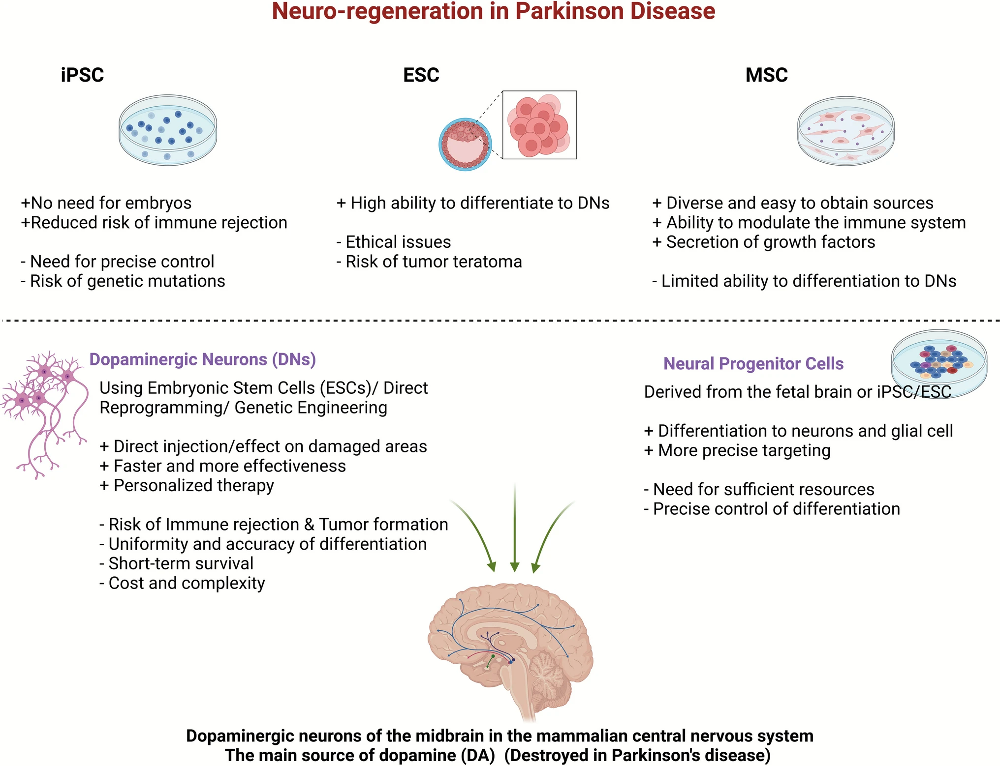 圖2:用于帕金森病細胞療法的不同干細胞來(lái)源及其優(yōu)缺點(diǎn) 圖2:用于帕金森病細胞療法的不同干細胞來(lái)源及其優(yōu)缺點(diǎn)
