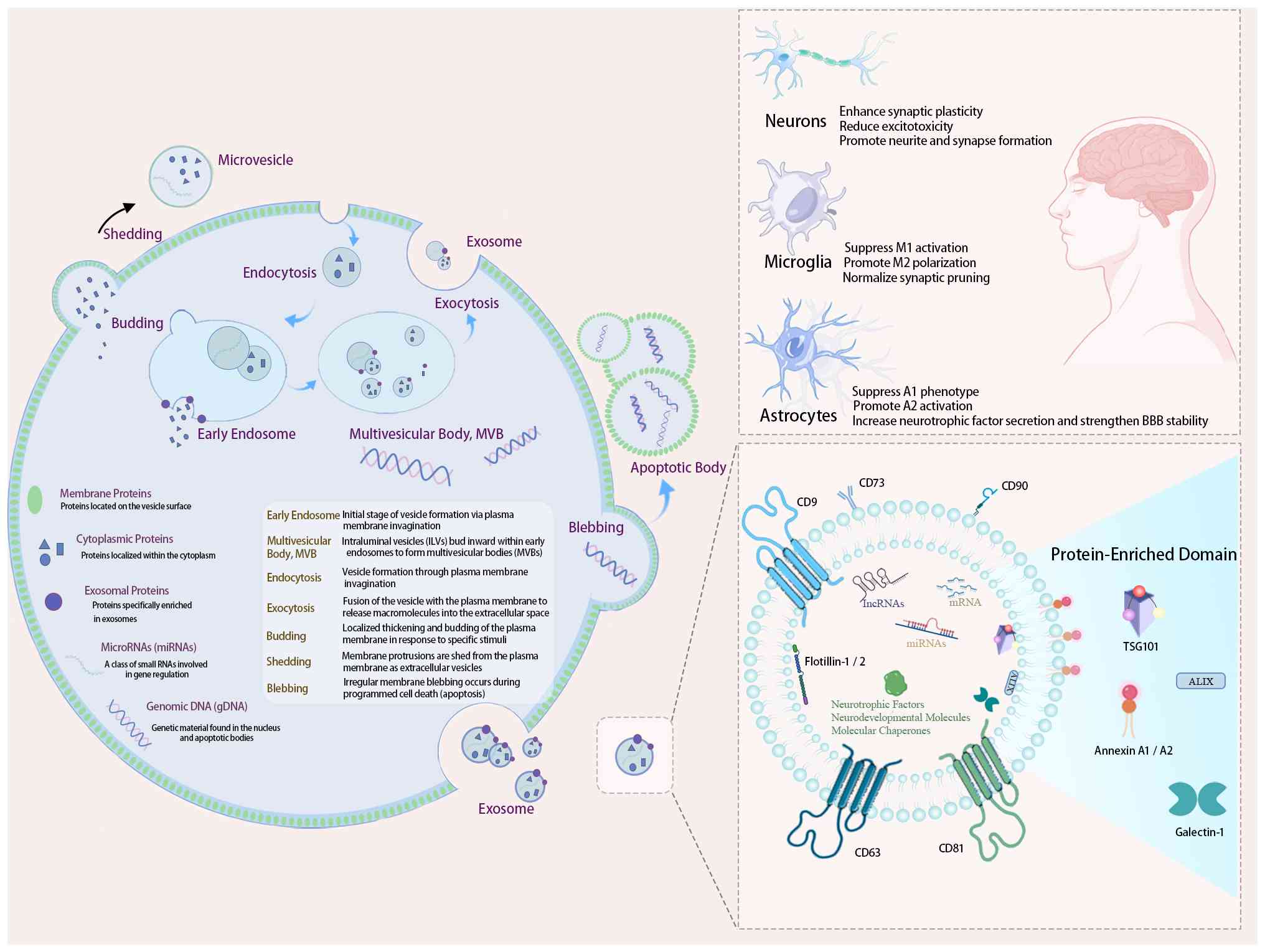 圖3：間充質(zhì)干細胞（MSC）來(lái)源外泌體在自閉癥譜系障礙（ASD）治療中的生物發(fā)生、分子組成和機制。