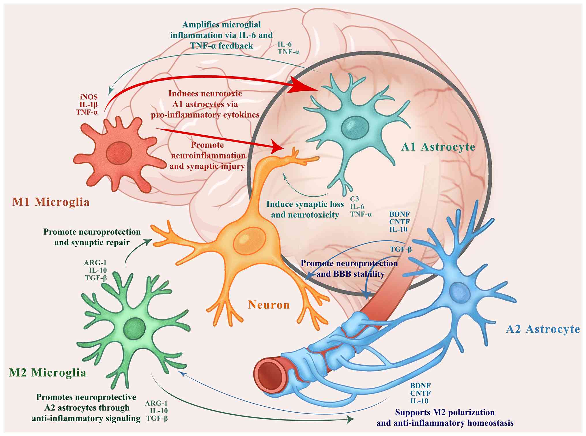 圖1：自閉癥譜系障礙患者大腦中小膠質(zhì)細胞、星形膠質(zhì)細胞和神經(jīng)元之間的相互作用。M1型小膠質(zhì)細胞和A1型星形膠質(zhì)細胞釋放促炎細胞因子（例如TNF-α、IL-1β和IL-6），這些細胞因子會(huì )加劇神經(jīng)炎癥并誘導突觸損傷。相反，M2型小膠質(zhì)細胞和A2型星形膠質(zhì)細胞分泌抗炎因子和神經(jīng)營(yíng)養因子（例如IL-10、TGF-β、BDNF和CNTF），從而促進(jìn)突觸修復、血腦屏障穩定性和體內平衡。