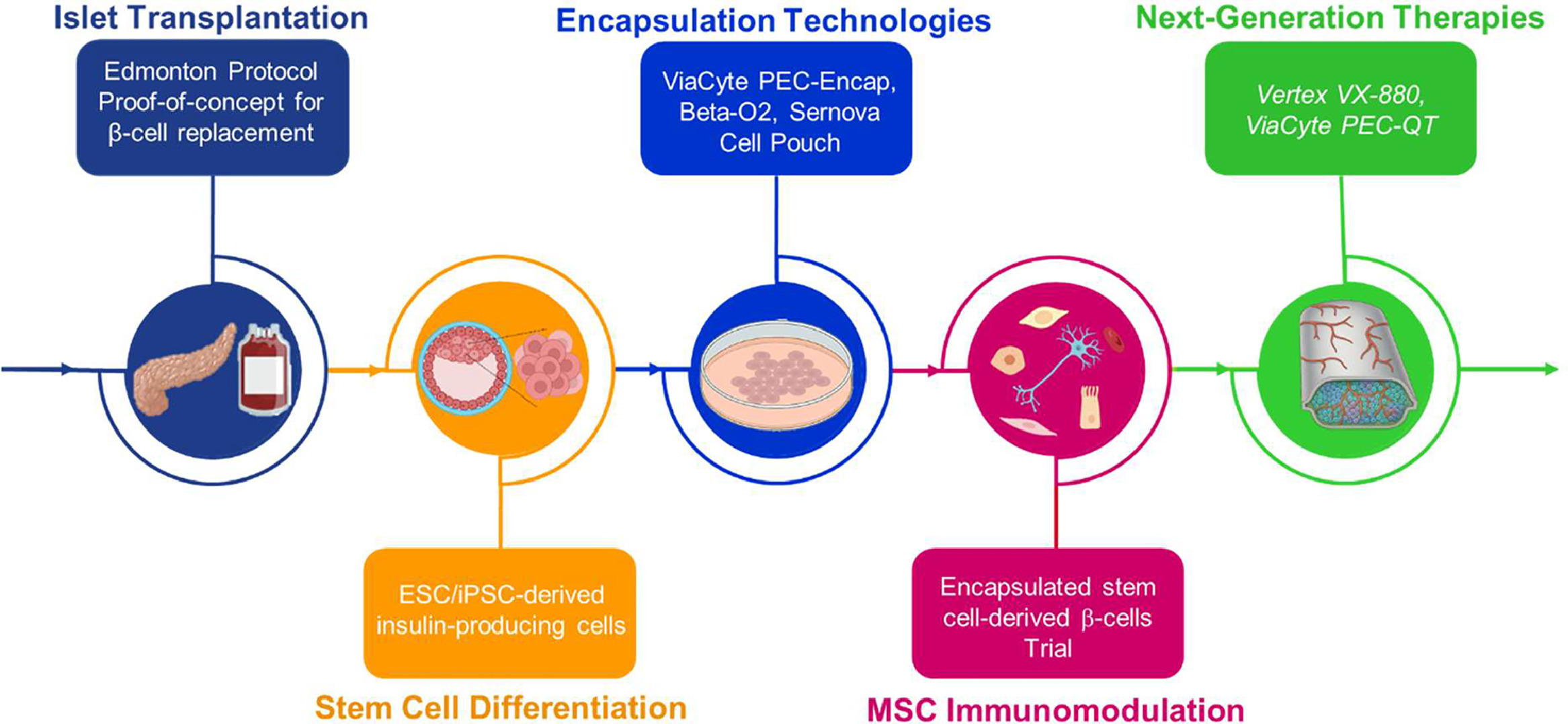 圖3.干細胞封裝在糖尿病治療中的時(shí)間線(xiàn)。