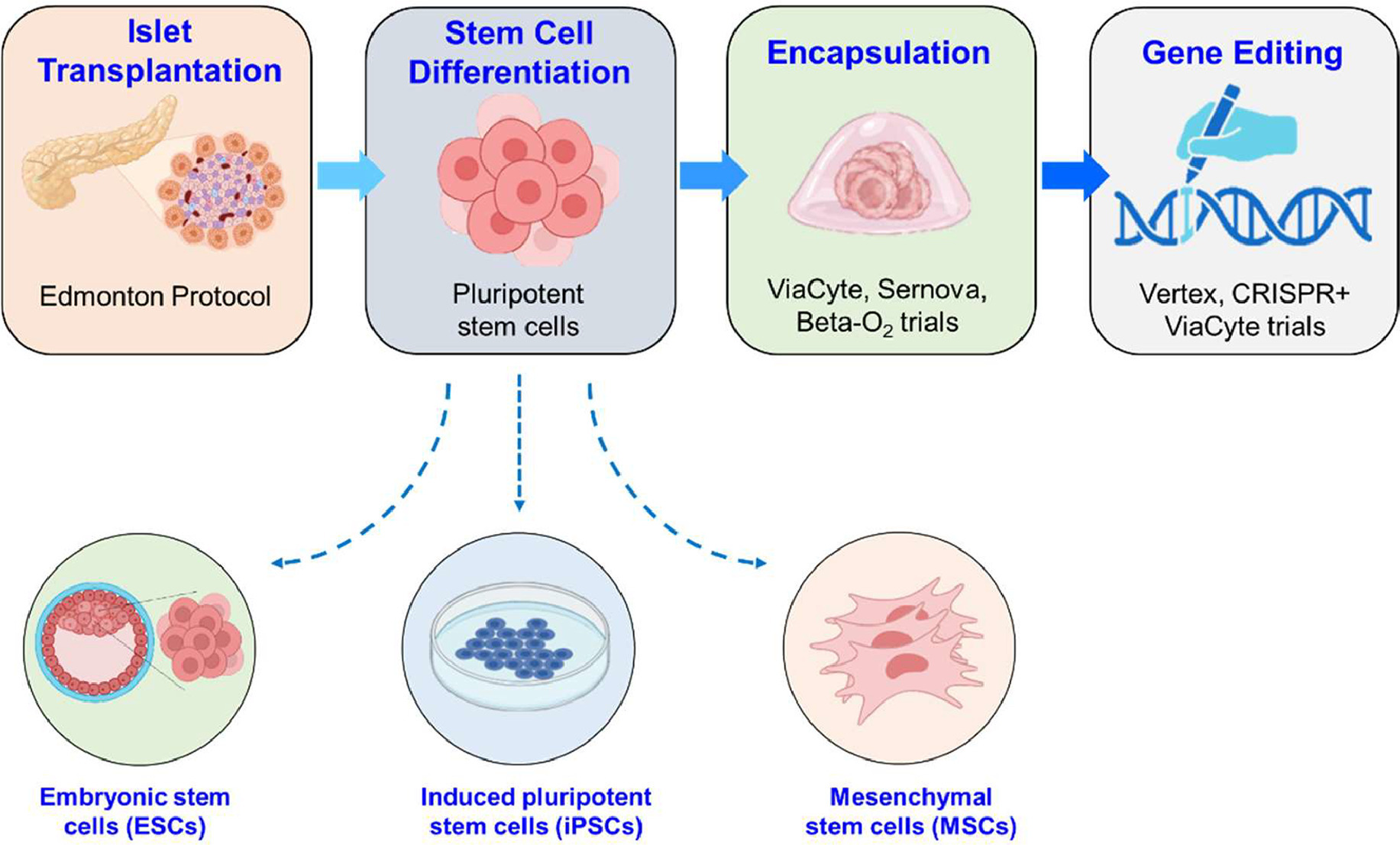 圖 1.基于干細胞的糖尿病療法的發(fā)展歷程。