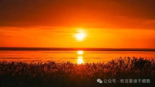 中國細胞治療進(jìn)入“合規收費”新時(shí)代：全國106家三甲醫院細胞治療中心全盤(pán)點(diǎn)