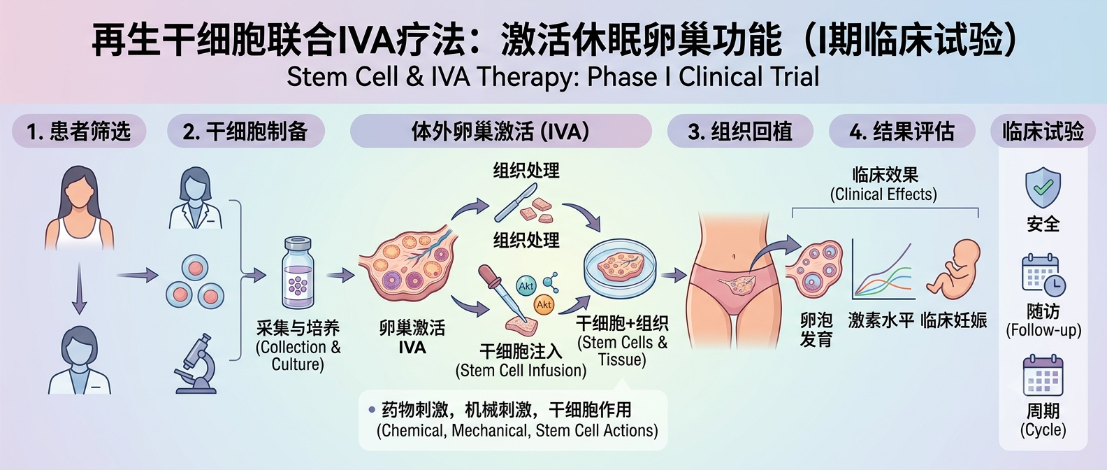 再生干細胞聯(lián)合IVA療法:激活休眠卵巢功能(1期臨床試驗)